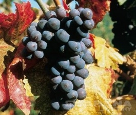 Svatováclavské vinobraní